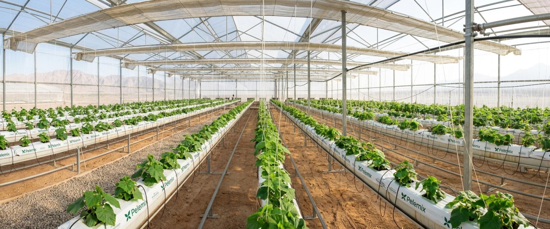 Sahara Project