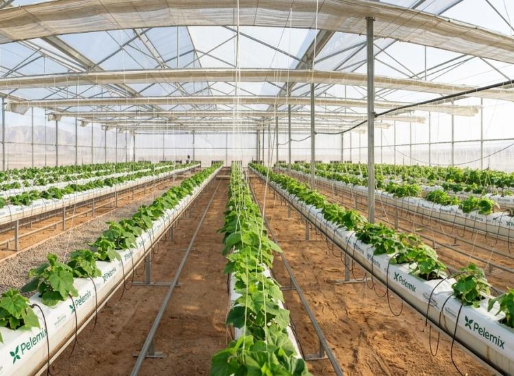 Sahara Project